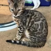 ベンガル