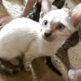 ベンガル