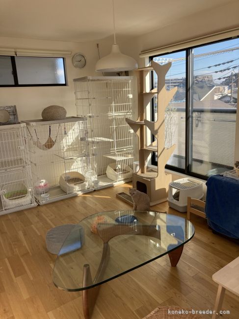 日光が降り注ぐ女の子達のお部屋です。｜渡部　育子(わたなべ　いくこ)ブリーダー(埼玉県・スコティッシュフォールドなど・JCC登録)の紹介写真3