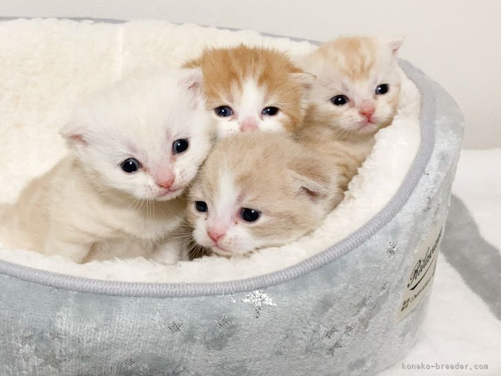 元旦産まれの子猫ちゃん達｜渡部　育子(わたなべ　いくこ)ブリーダー(埼玉県・スコティッシュフォールドなど・JCC登録)の紹介写真5