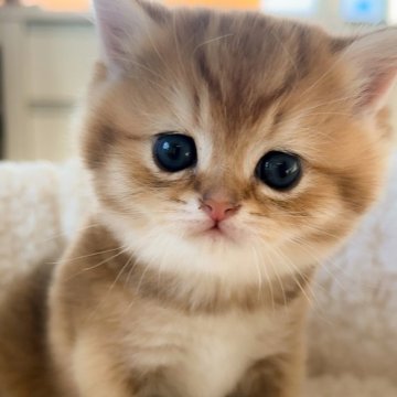 ブリティッシュショートヘア【埼玉県・男の子・2024年10月24日・ゴールデン（ふわふわで綺麗な毛並みです。）】の写真「元気いっぱいな可愛い男の子です。」