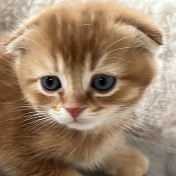 スコティッシュフォールド(折れ耳)【埼玉県・男の子・2024年10月29日・レッド（すごくきれいです。）】の写真「可愛いお顔立ちです♡」