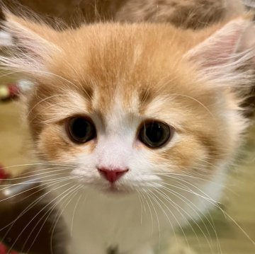 スコティッシュフォールド(立ち耳)【埼玉県・男の子・2024年6月12日・レッドアンドホワイト（ロングヘア）】の写真「可愛い男の子。とても元気で甘えん坊です。」