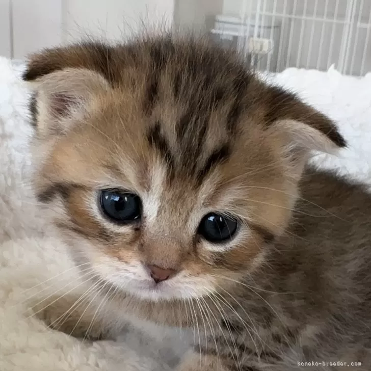 A.T 様のお迎えした子猫