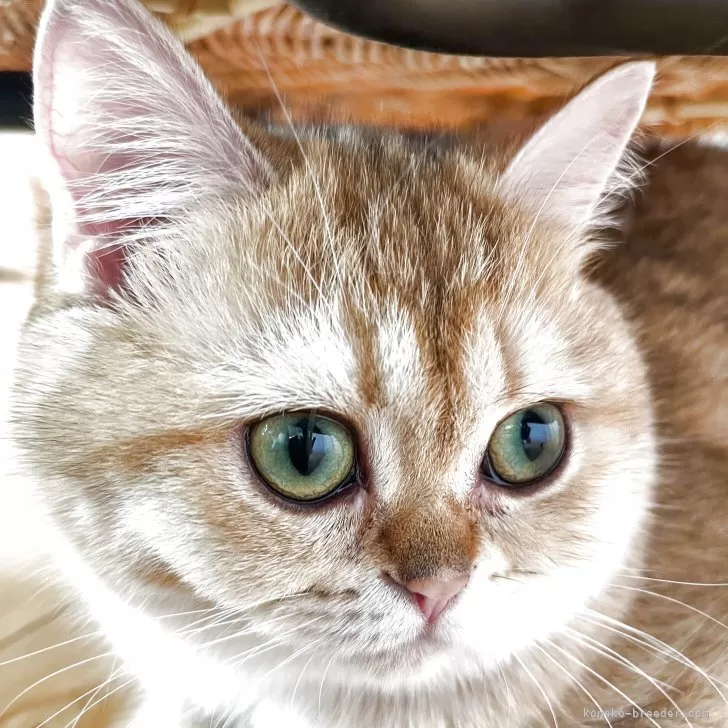 ID：2411-02879の子猫