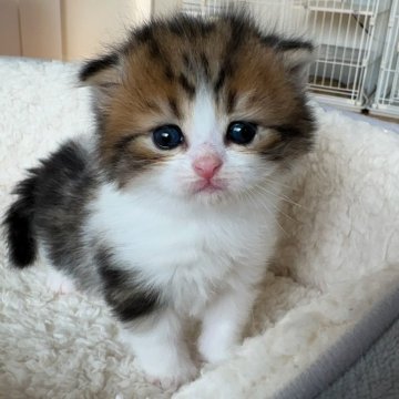 スコティッシュフォールド(折れ耳)【埼玉県・女の子・2025年10月11日・ブラウンパッチドタビー(セミロング)（ふわふわな毛並み）】の写真「おっとりしてる可愛い子です🩷」