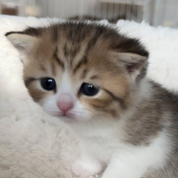 スコティッシュフォールド(立ち耳)【埼玉県・女の子・2025年10月11日・ブラウンパッチドタビー（ふわふわな毛並み）】の写真「とても可愛い子女の子です🩷」