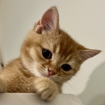 スコティッシュフォールド(立ち耳)【埼玉県・男の子・2024年10月29日・レッド（きれいな毛並み）】の写真「可愛いお顔立ちの男の子♡」