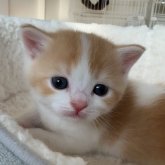 スコティッシュフォールド(立ち耳)