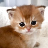 ブリティッシュショートヘア