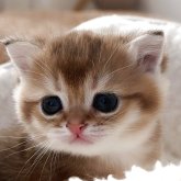 ブリティッシュショートヘア