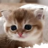 ブリティッシュショートヘア