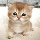 ブリティッシュショートヘア