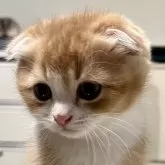 スコティッシュフォールド(折れ耳)【埼玉県・男の子・2024年10月29日・レッドアンドホワイト】の写真1「カリカリも食べて元気な子です。」