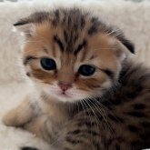 スコティッシュフォールド(折れ耳)