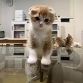 スコティッシュフォールド(折れ耳)【埼玉県・男の子・2024年10月29日・レッドアンドホワイト】の写真4