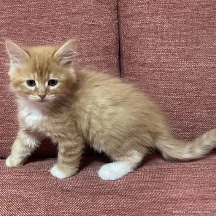 ID:2402-01002の子猫