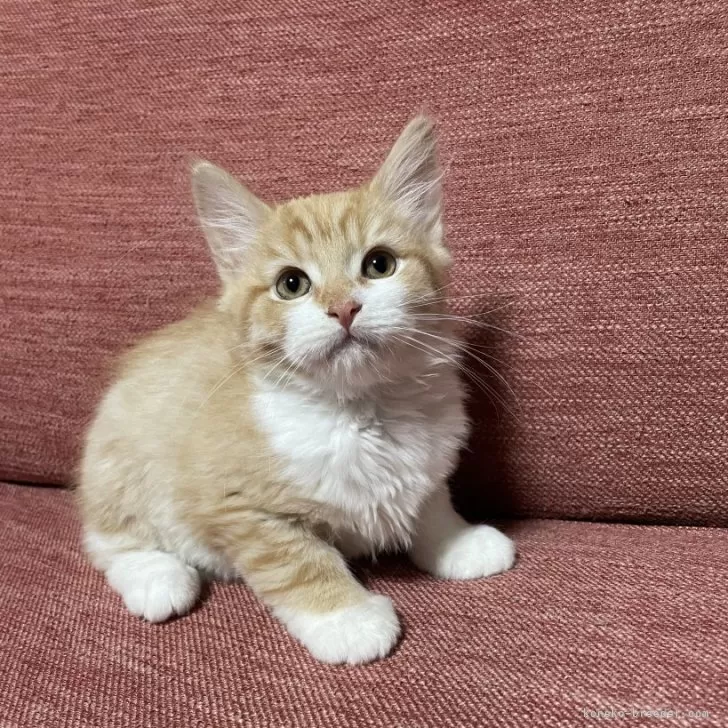 ID:2402-01004の子猫