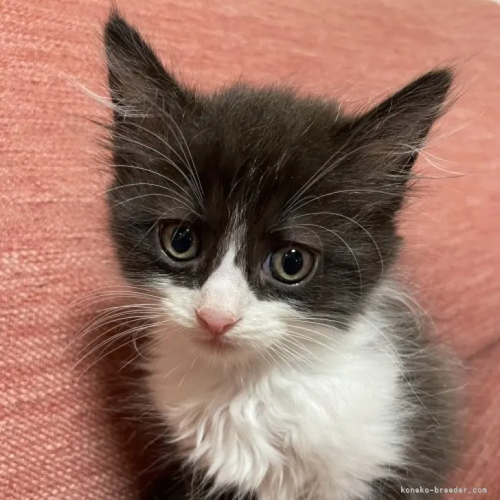 しろきじ 様のお迎えした子猫