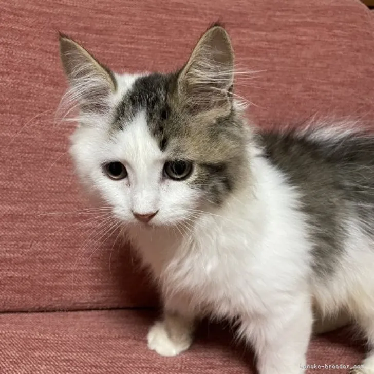ID:2308-03365の子猫