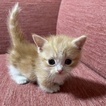 マンチカン(短足)【熊本県・男の子・2023年7月30日・レッドタビー&ホワイト】の写真「小ぶりで可愛い😍」