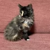 サイベリアン【熊本県・女の子・2023年12月19日・ブラウンパッチドタビー&ホワイト】の写真4