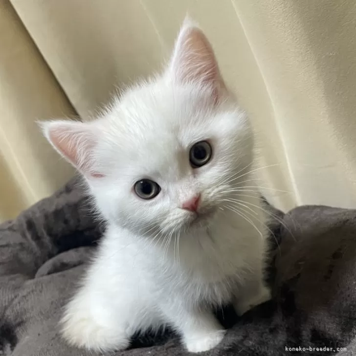 ID：2504-00157の子猫