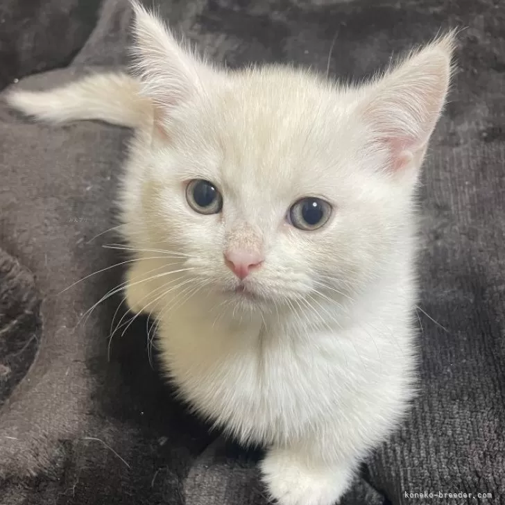 ID:2504-00162の子猫