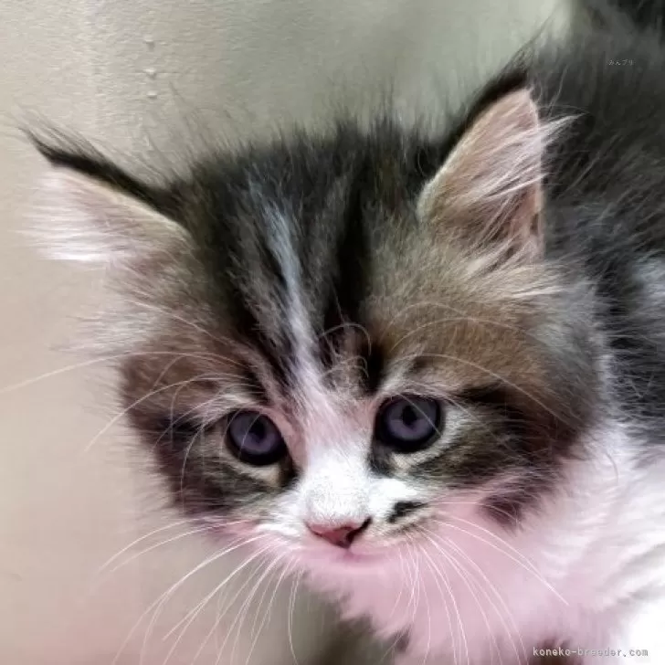 ID：2507-01868の子猫