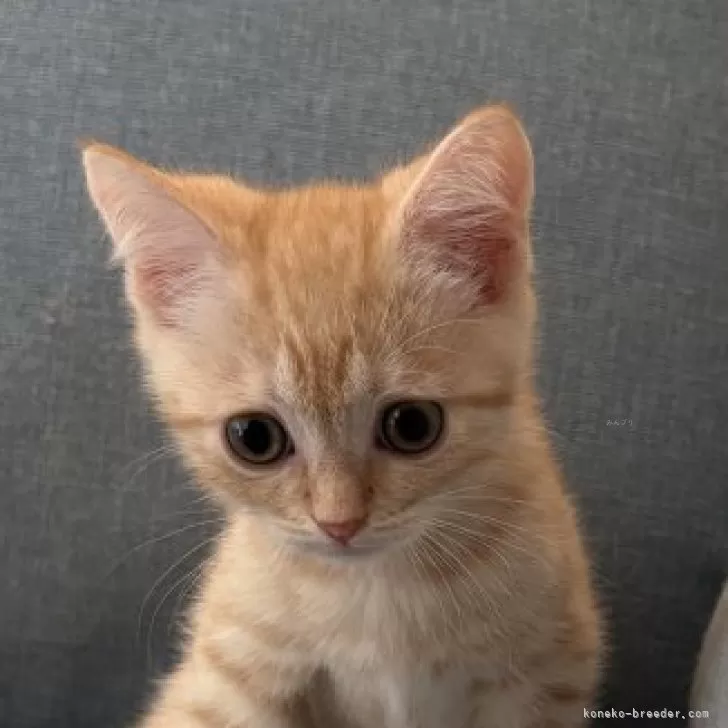 M.N 様のお迎えした子猫