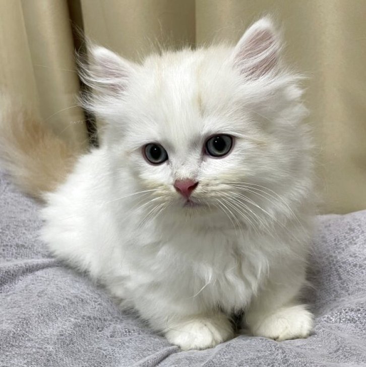 ブリーダー画像