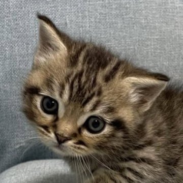 マンチカン(短足)【熊本県・男の子・2025年11月9日・ブラウンタビー】の写真「超短足君で可愛い男の子🩵」