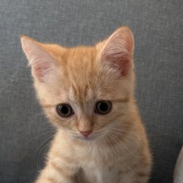 マンチカン(長足)【熊本県・男の子・2025年9月4日・カメオマッカーレルタビー&ホワイト】の写真「甘えん坊な男の子」