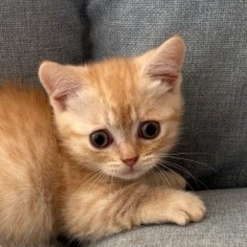 マンチカン(短足)【熊本県・女の子・2025年9月4日・カメオマッカーレルタビー&ホワイト】の写真「甘えんぼな女の子」