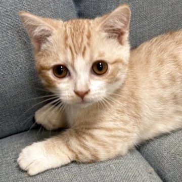 マンチカン(短足)【熊本県・男の子・2025年9月4日・カメオマッカーレルタビー&ホワイト】の写真「すくすく成長中」