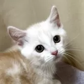 マンチカン(短足)