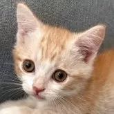 マンチカン(短足)