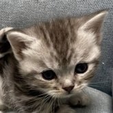 マンチカン(短足)