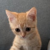 マンチカン(長足)