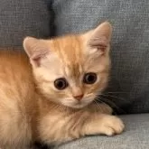 マンチカン(短足)