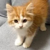 サイベリアン