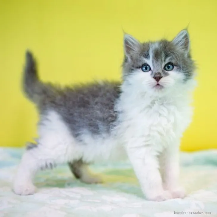 ID：2305-02724の子猫