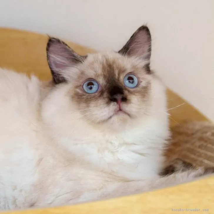 ID:2404-02409の子猫