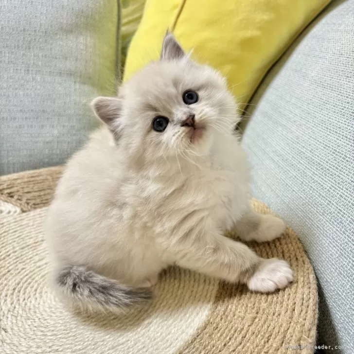 ID：2402-02111の子猫