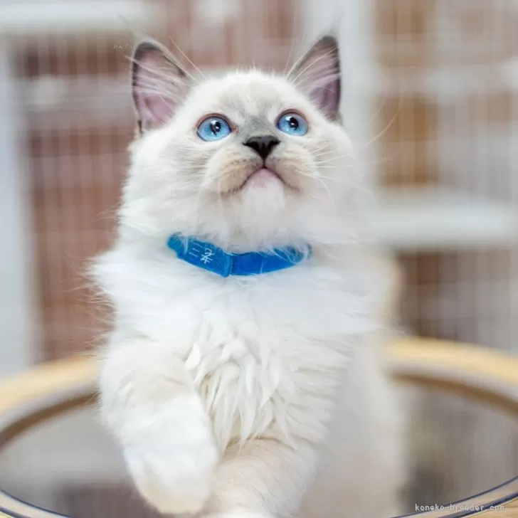 ID:2407-01268の子猫