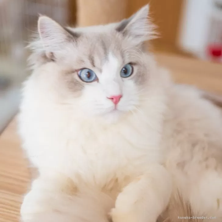 ID：2403-02514の子猫