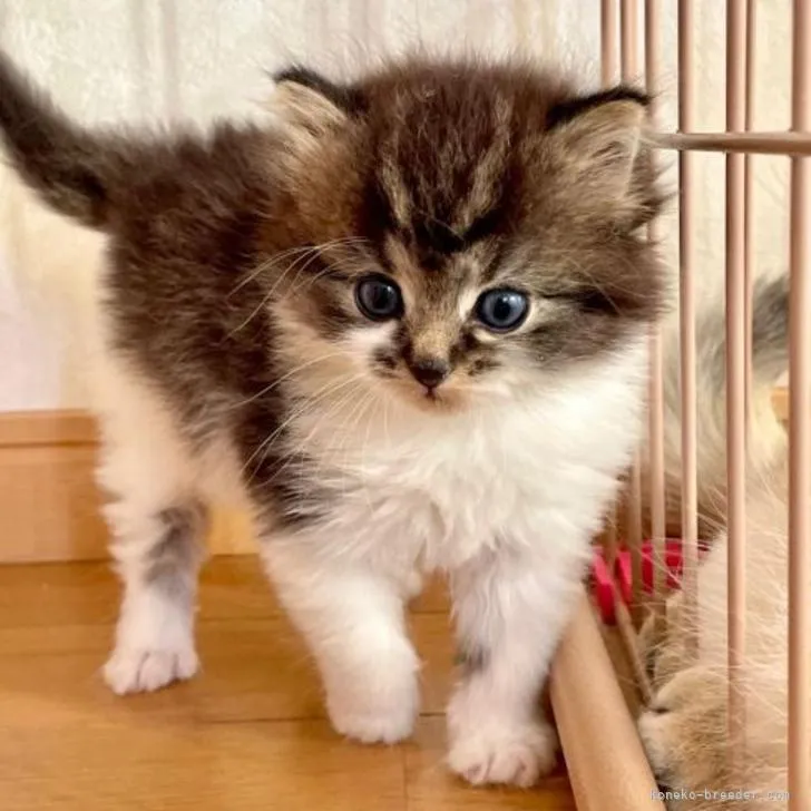 ID:2210-02571の子猫