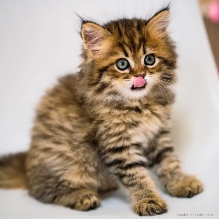 ID：2306-00350の子猫