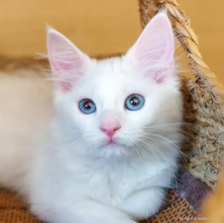 ID:2406-02357の子猫