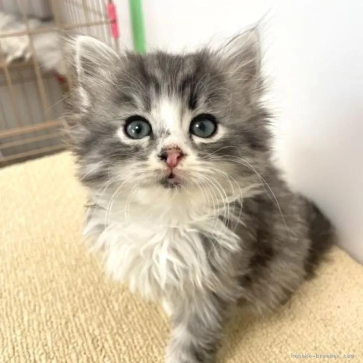ID:2301-00184の子猫